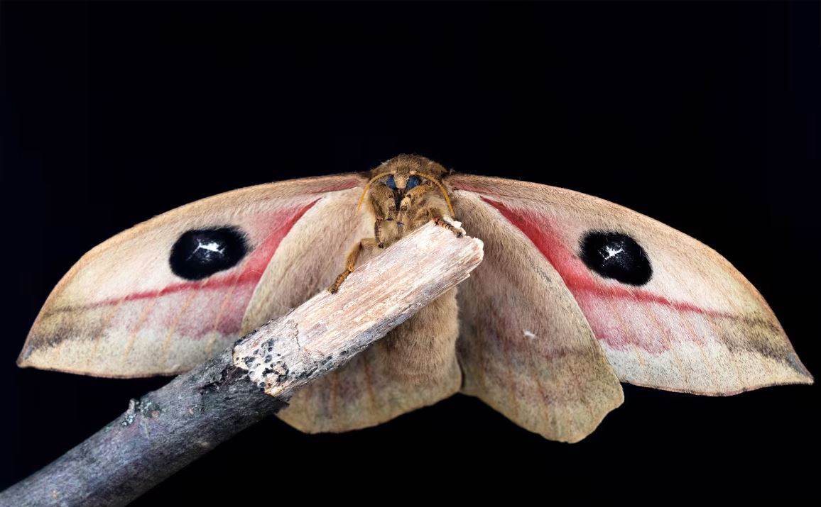 Soft golden lamp glowing in the night attracting moths
