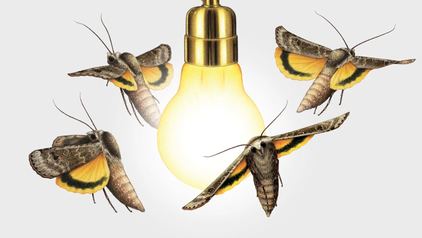 A warm lamp illuminating a cluster of night moths