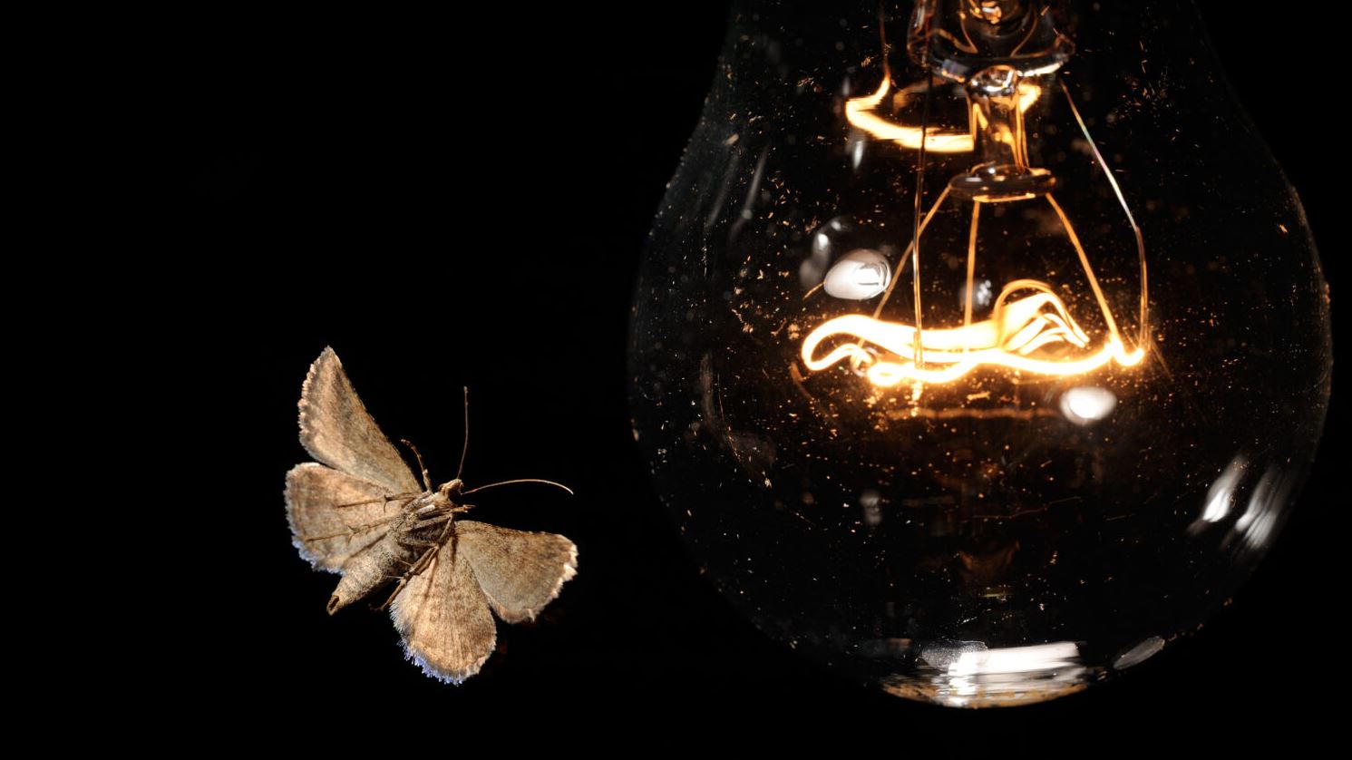 Night lamp illuminating moths in flight